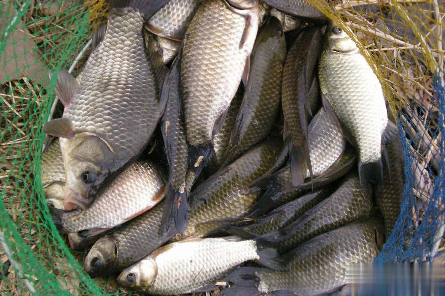 span, 们在深秋时, 还是钓深水